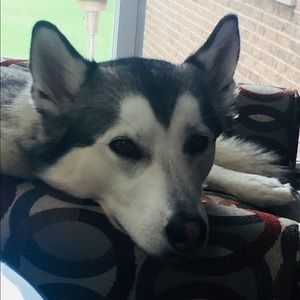 Meet your Posher, Ella